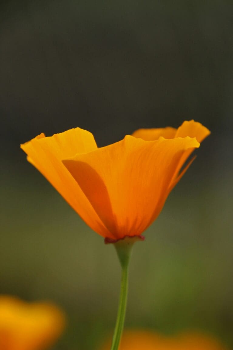 Close-popup portrait of cali poppy flower