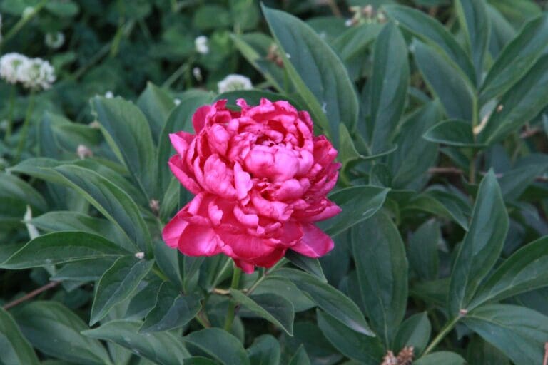 Close-up of peony flower