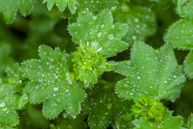 Water droplet resting on an alchemilla leaf