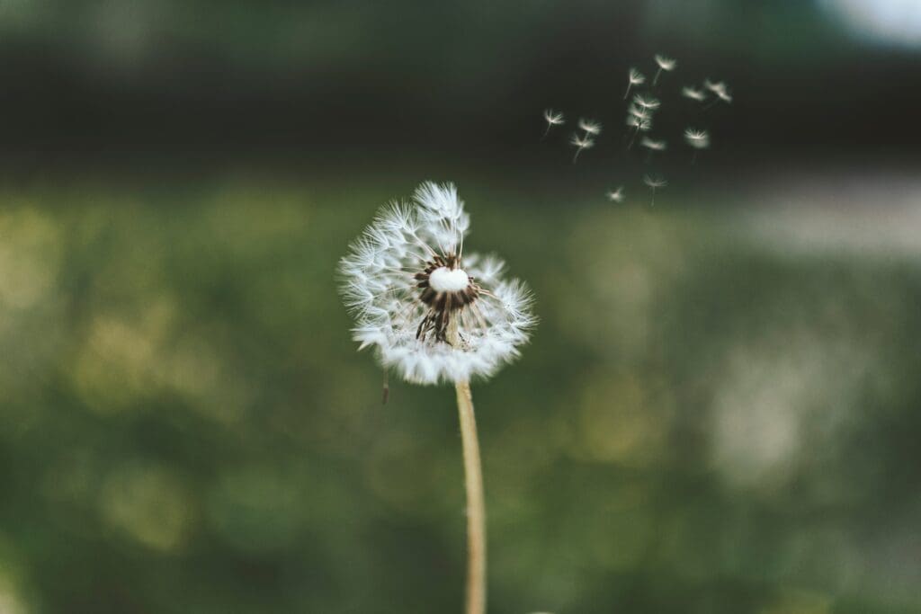 Close-up of dandelion clock with seeds drifting in the wind