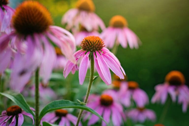 Close-up of echinacea flower