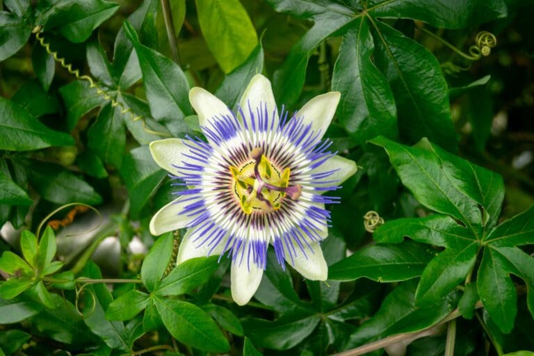 Close-up of passion flower