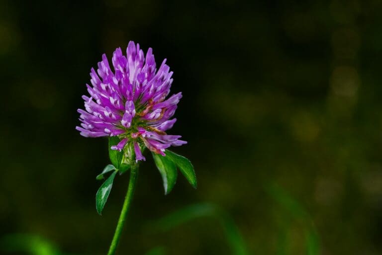 Close-up of red clover flower