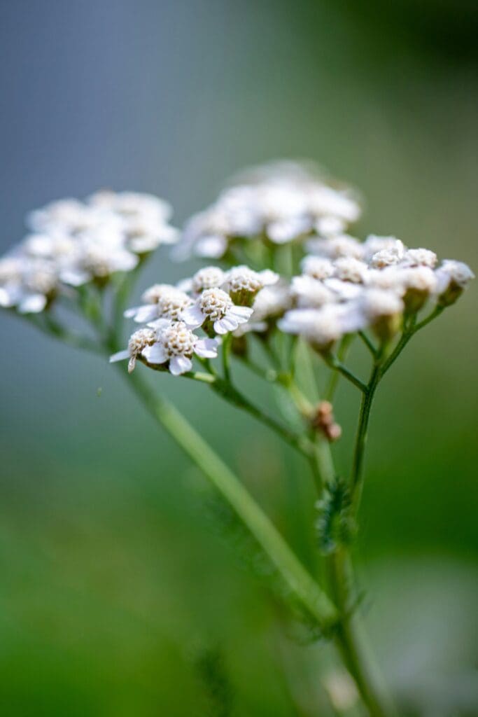 Close-up of yarrow flower