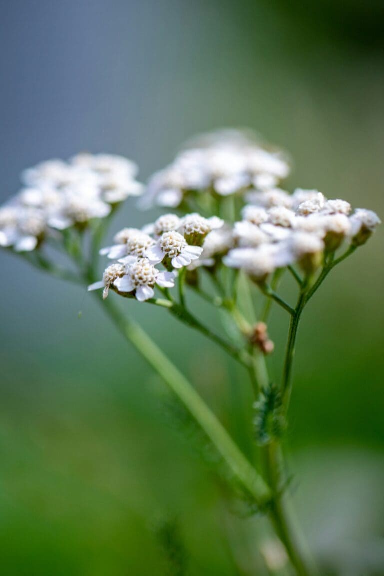 Close-up of yarrow flower